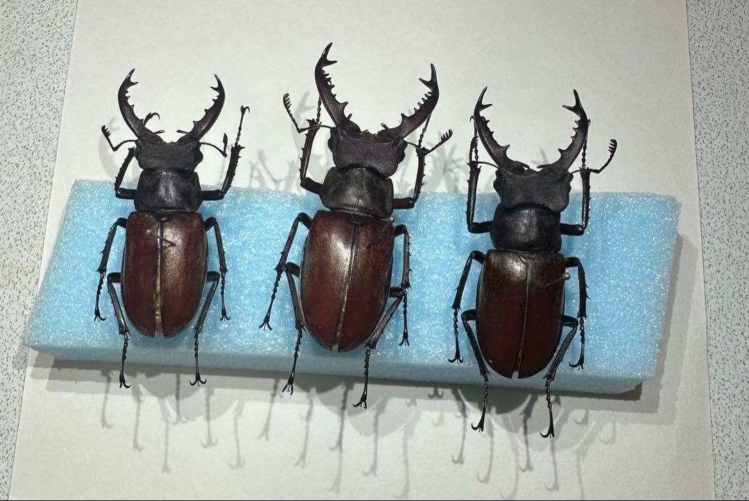 タカサゴミヤマクワガタ ♂ 標本 タカサゴミヤマクワガタ 標本 良型 タカサゴミヤマクワガタ